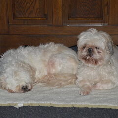 Onze eerste hondjes, Gizmo (kruising met shih tzu) al bijna…