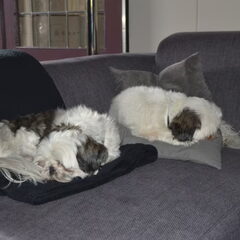 De dochters van Sammy, Siena en Guusje