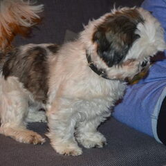 Guusje onze kleine deugniet