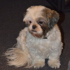 Onze knuffel, Siena dochter van Sammy