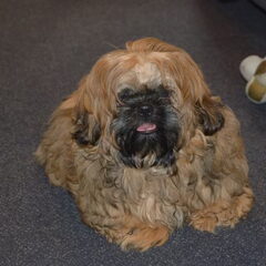 Timmy onze laatste aanwinst, ons Reutje (van Wilacks) is…