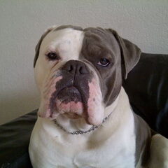 Iggy close up