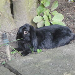 flappie ???