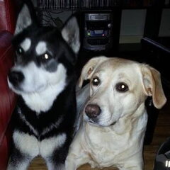 Lyla (rechts) en Zorro (links)