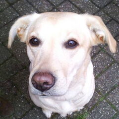 Onze lieve dame die wij sinds 3 jaar al in ons bezit hebben…