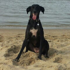 scheveningen