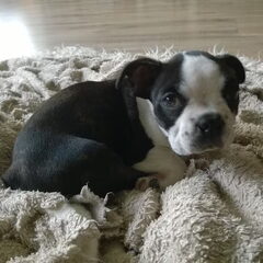 Onze aanwinst Rocky de boston, 10,5 week oud