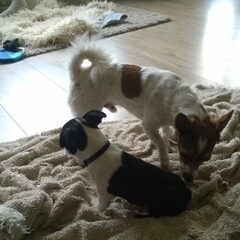 schatjes