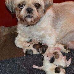 Vandaag 11 april is onze Sammy bevallen van 5 gezonde pups…