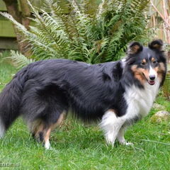 Eevee (Curious Eevee Special Princess) - Sheltie