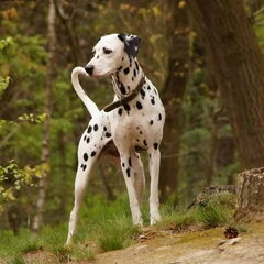 Jolie op de berg
