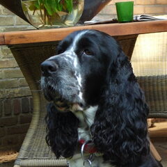 en dit is kayleigh, ze heeft 2x een nestje prachtige pups…