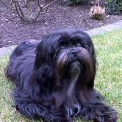 dit is onze tweejarige gessy.een schat van een hondje