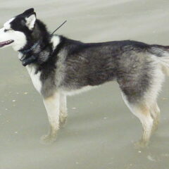 Beetje wind aan het strand !