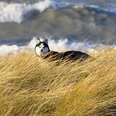 Heerlijk aan zee !