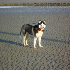 Laica op het strand