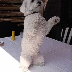 Hier is ons meisje aan het bedelen voor een koekje ..