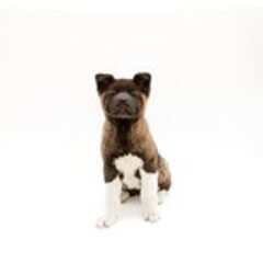 Deze foto hoort bij de vermissing van Kay Kay de AKita Inu…