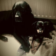 DJ & Bayla