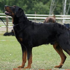 Horatio