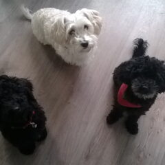Onze 3 honden. Lucky, Blacky en Simba!