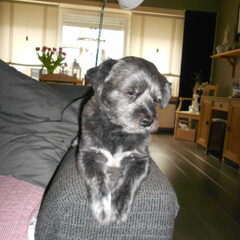 Onze trouwe Bob....met zijn zielige blik...