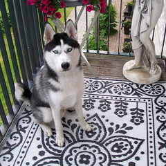 Dit is mijn puber husky van 8 maanden. Ik heb mijn handen…