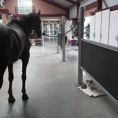 DJ vind het erg leuk om mee te gaan naar de paarden.