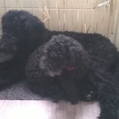 Jong (8mnd) en oud (10 jaar)