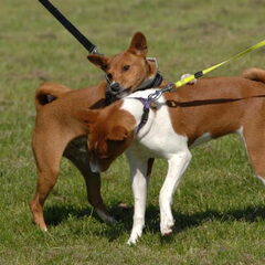 1ste keer coursing