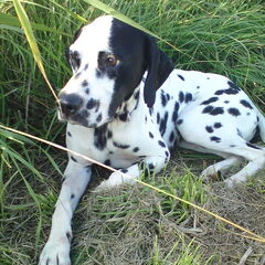Dit is zantos een hele lieve hond,