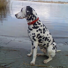 Dit is Spike lieve hond