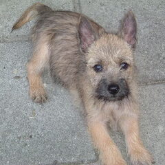 onze cairn Elmo