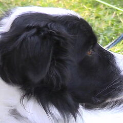 Even voorstellen dit is Spotty, mijn held.