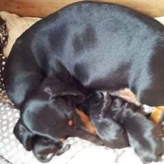 Hier nog een andere foto van onze teckel met pups, ze zijn…