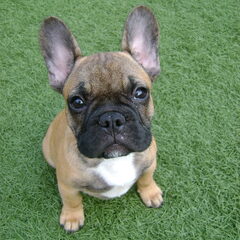 een lekkere eigenwijze Franse Bulldog luisterend ... naar…