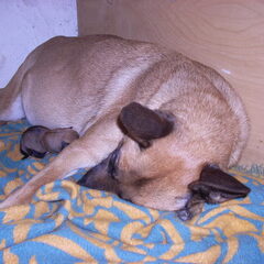 haar eerste pup ,zo lief samen