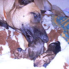 zorgzaam voor de pups