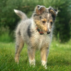 Jenna 11,5 week