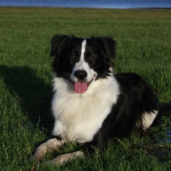 Onze Knapperd!