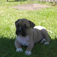 Indy: Kruising Old englisch Bulldog x Amerikaanse stafford…