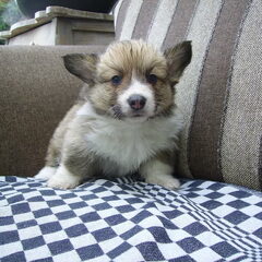 Hier is Max 5 weken oud