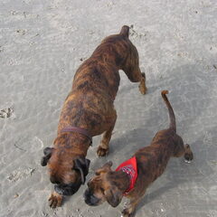 Lekker dagje strand