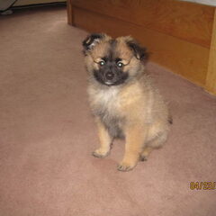 dit is ayla als pup
