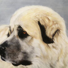 Hondenportret, olieverf op doek, 50 x 60 cm De Sarplaninac…
