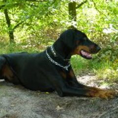 Dit was mijn dober Does--vd Groote Maat. Wil eigenlijk…