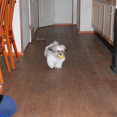 ff spelen