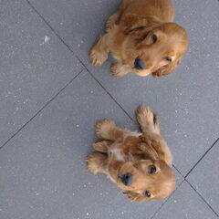 Cooper & Senna