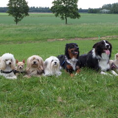 Judy, Roula, Taiko, Dempsey, Sasha, Zirko & Romi