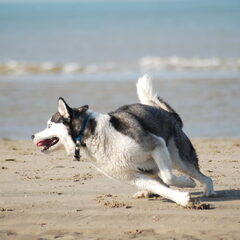 Op het strand bij huis.